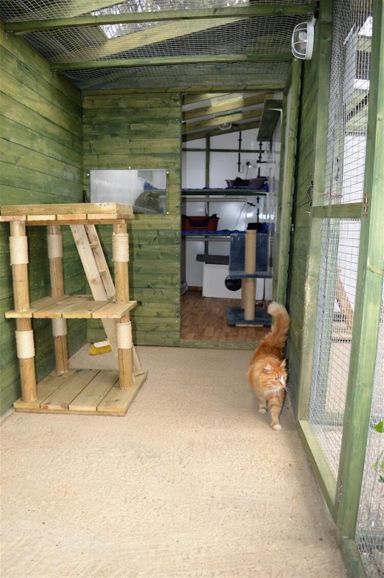 BOARDING CATTERY LICENSED FOR UP TO 81 CATS