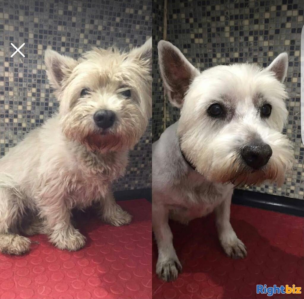 Mobile Dog Grooming Business for sale in Rotherham