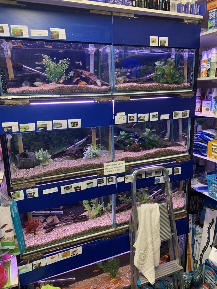 LIVE PETS & AQUATICS town centre High Street BRECHIN Photo 4