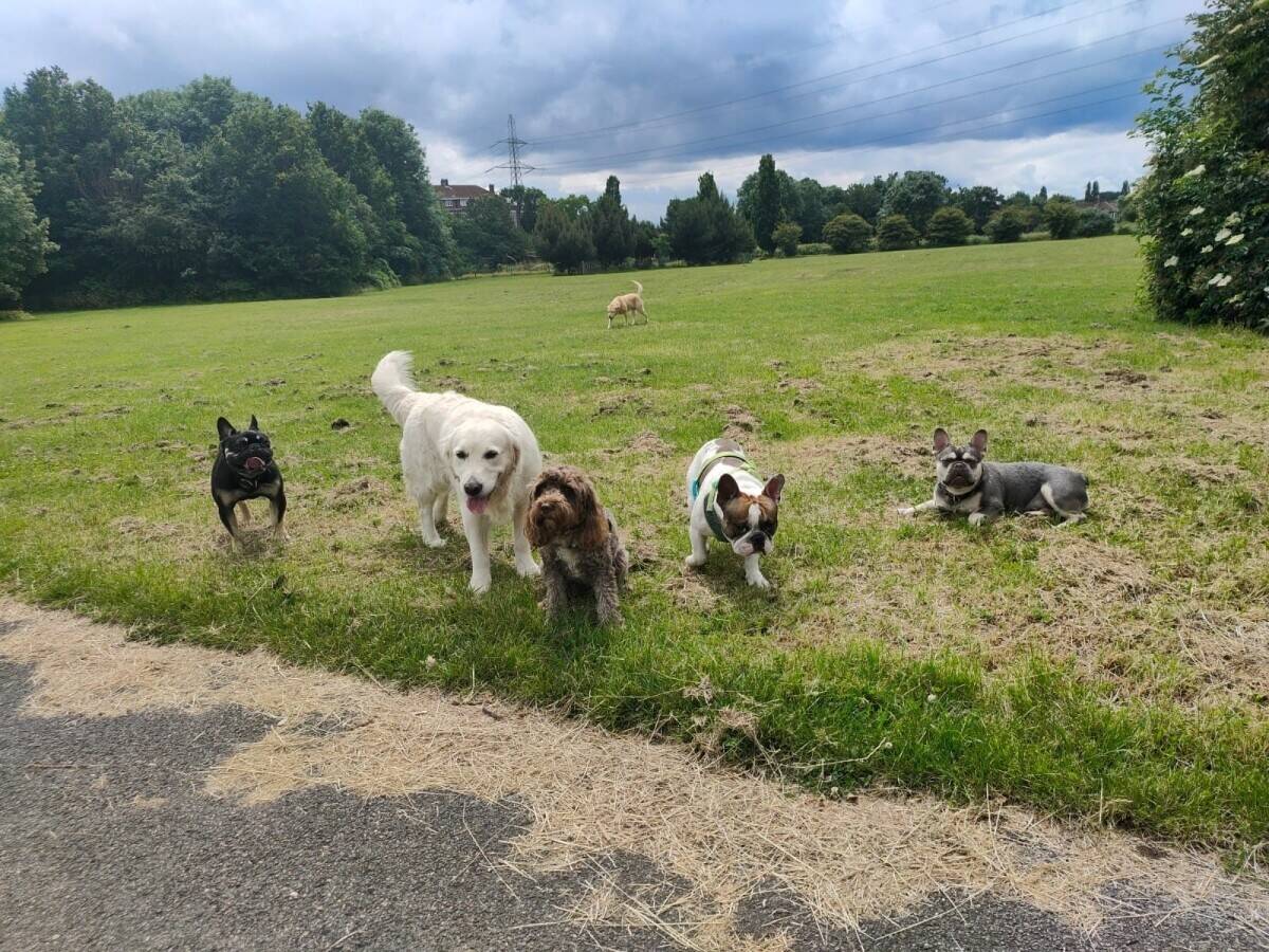 Well established dog walking company in Wimbledon