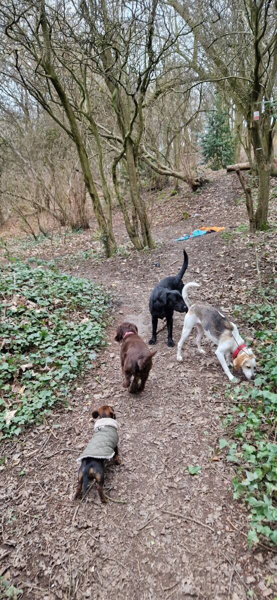 Thriving dog walking business for sale Photo 4