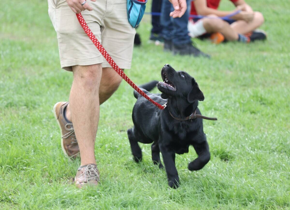 Established Dog Training Academy for Sale, Southern Hampshire Photo 5