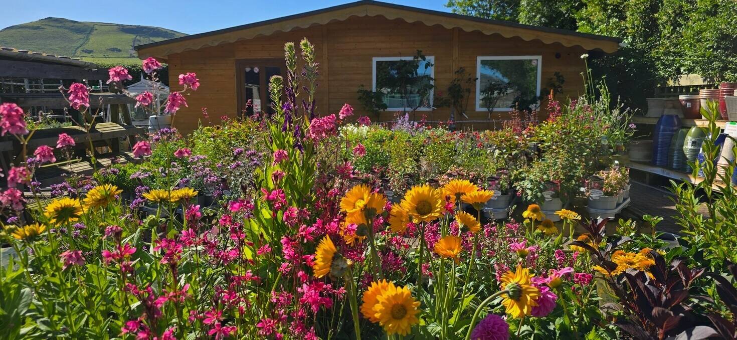 Garden Centre, Gift Shop & Cafe for sale on the Mid Wales Coast Photo 4