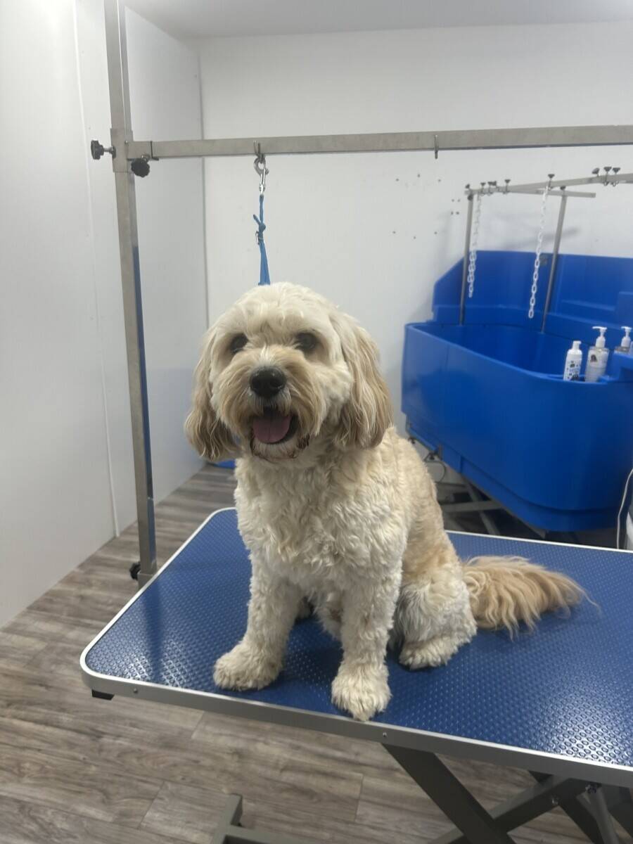 Pets Pantry Dog Boutique and Spa Photo 4