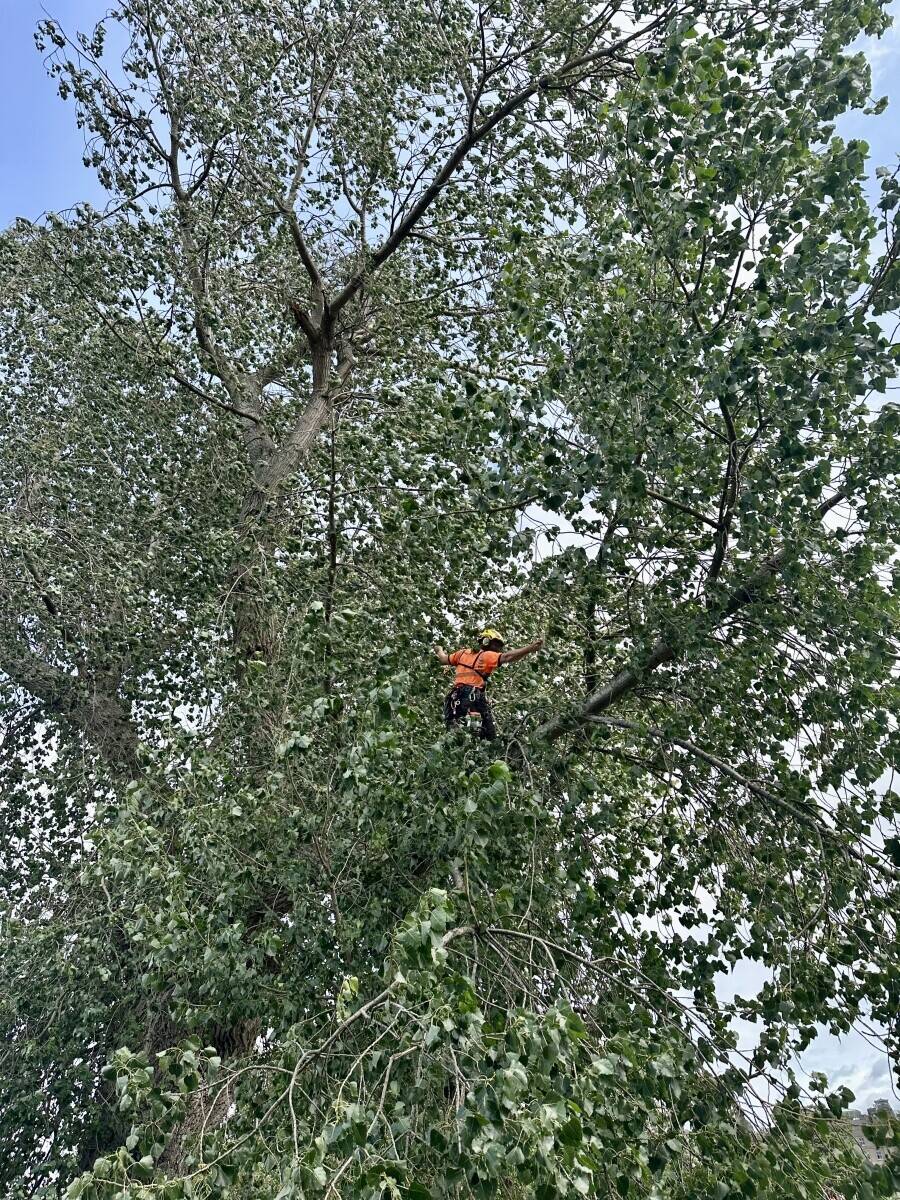 High-Performing Arboriculture/Tree Service Business – Strong Earnings & Expansion Potential” Photo 4
