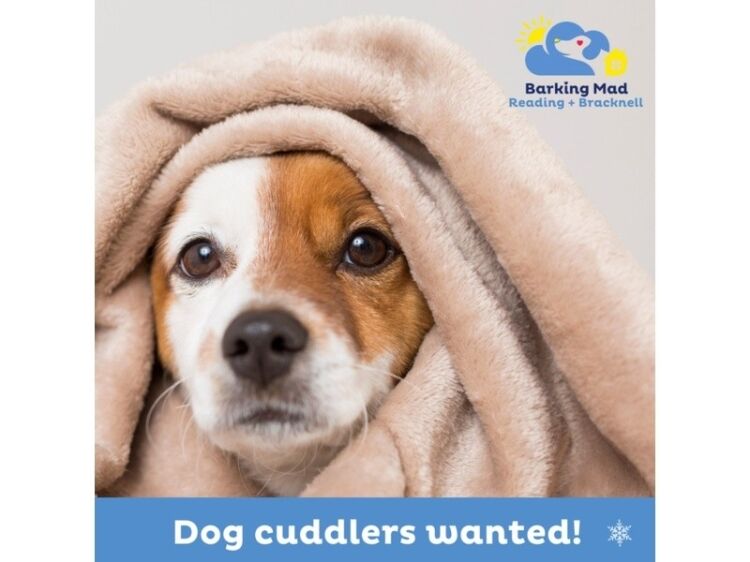 Fetch Your Dream Career with Barking Mad! Photo 4
