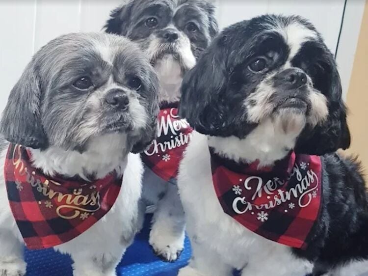 Pampered Pets Paradise – Established Dog & Cat Grooming Salon Photo 4