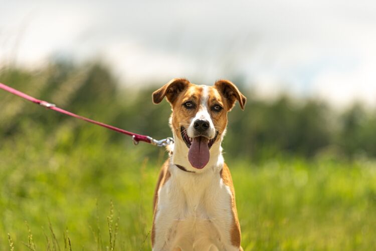 Long-Established Fully Managed Pet Services Business, Buckinghamshire