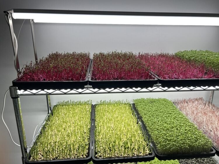 Home-Grown Opportunity – Profitable Indoor Microgreens Farm Photo 4