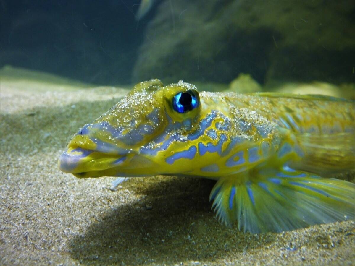 Award Winning & Unique Aquarium with Cafe & Gift Shop - North Devon Seaside Town