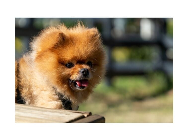 Refined & Ready – Established Dog Grooming Studio