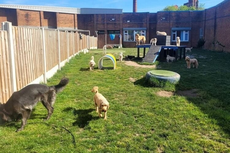 Established Doggy Day Care - Leigh Photo 4