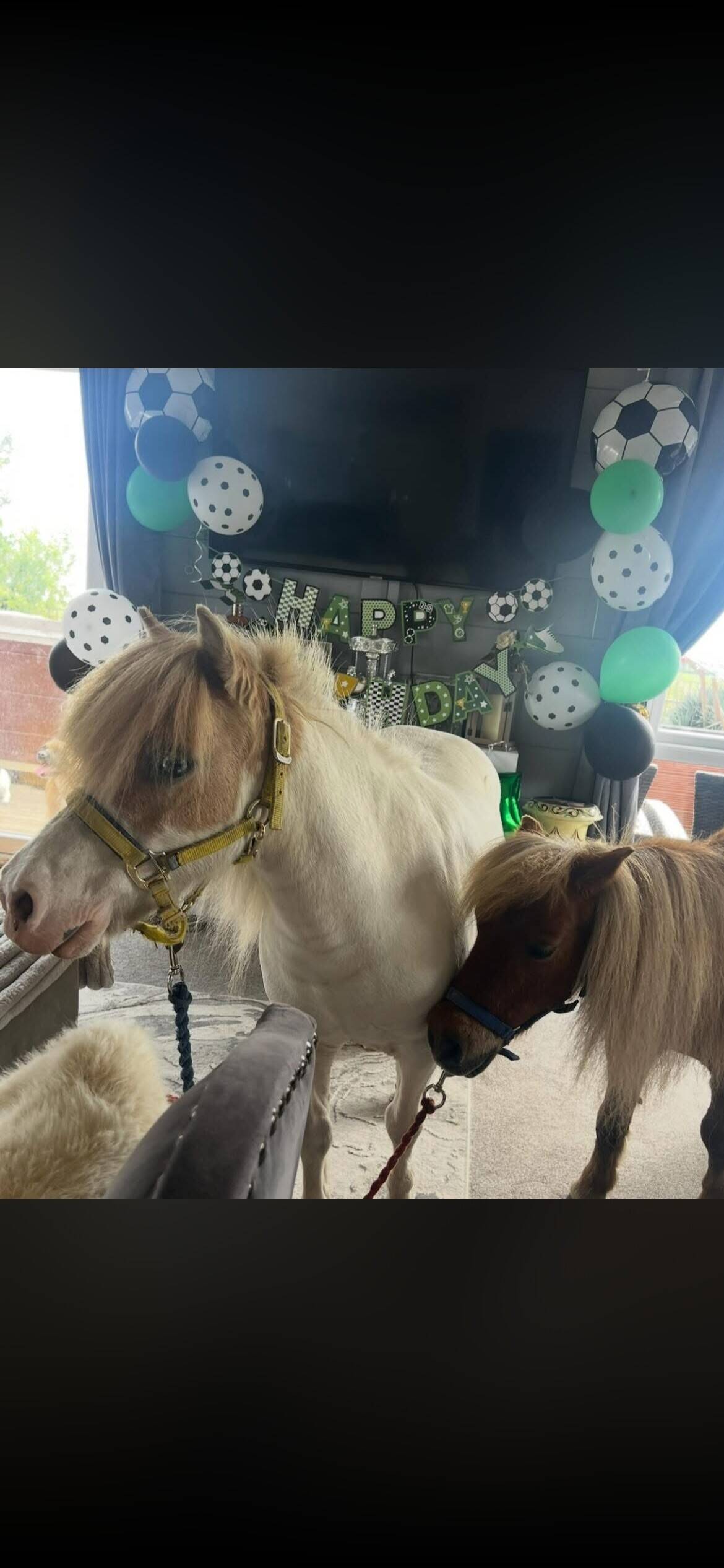 Miniature Pony Event Party Provider Business