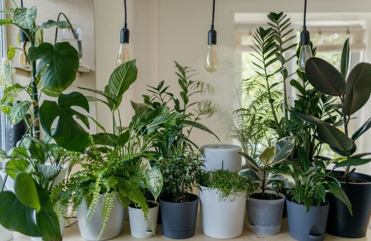 NICHE RETAIL & WHOLESALE PLANT BUSINESS