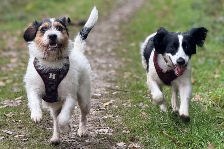 Relocatable Dog Walking Business Photo 4