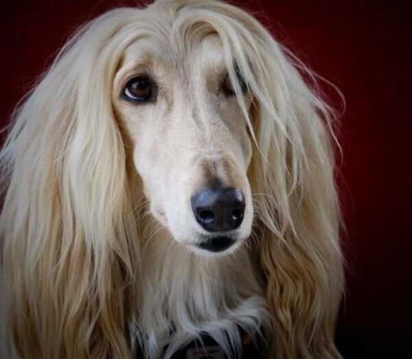Profitable, Well Equipped Dog Grooming Parlour Salon Photo 1