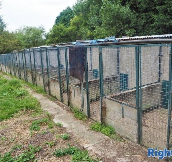 Kennels, Cattery & Equestrian businesses For Sale in Sherburn in Elmet Photo 1