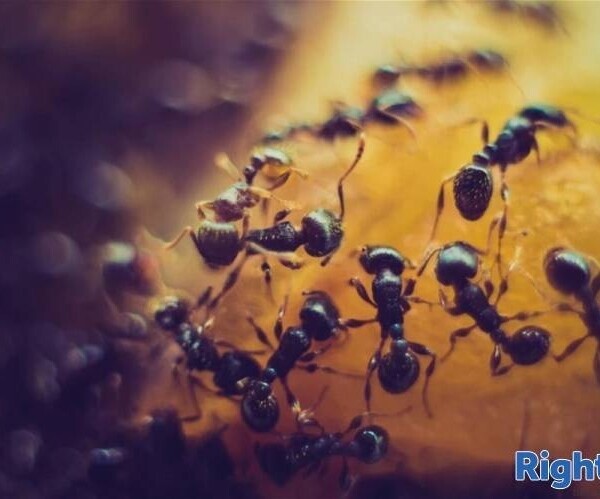 Well-Established Pest Control Business. with Superb Expansion Opportunities Photo 1