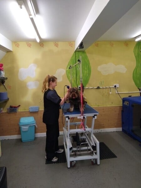 Caring & Reputable Dog Grooming Parlour in Shropshire Photo 1