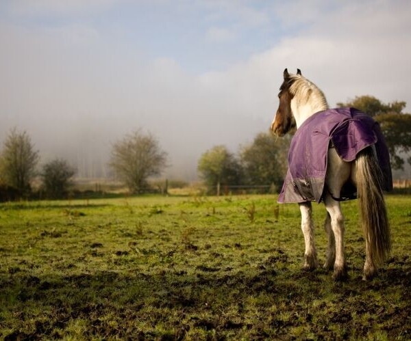 Well-Established Equestrian Cleaning & Repair Business in Romsey Photo 1