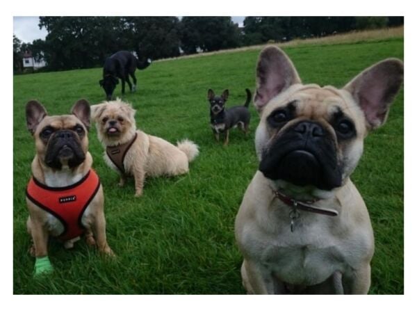 Well established Dog Walking and Home Boarding business for sale