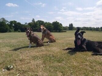 Well established dog walking company in Wimbledon