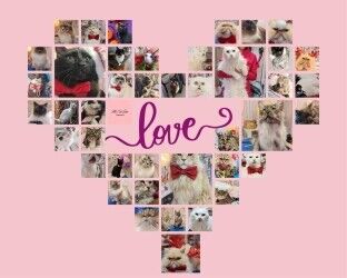 Cat Grooming Spa niche market in Lincolnshire. Cat Grooming Spa niche market in Lincolnshire.