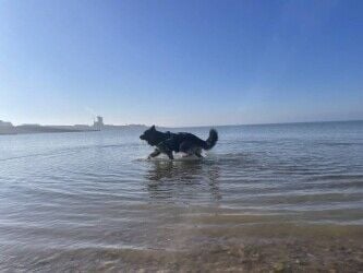 Dog Walking business for sale in Whitstable, Kent