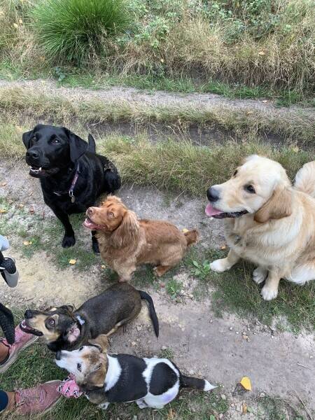 Dog Walking Business for Sale Petworth West Sussex Photo 1