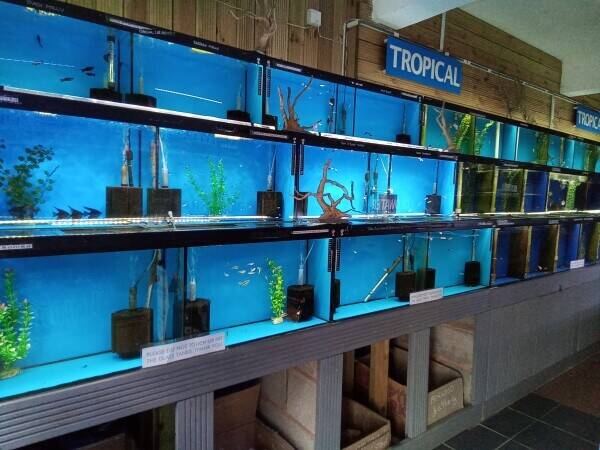 Aquatics Shop for sale in the West Midlands  Photo 1