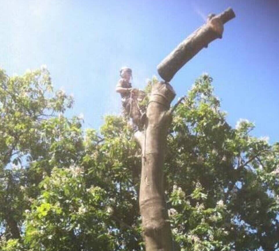 Tree surgery, Hedge cutting & stump grinding business Photo 1