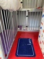 International Pet (Dogs and Cats) Transport Van - with all Licenses
