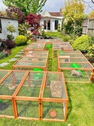 Home-Based Small Pet Boarding Hotel for Sale in Erith, Kent