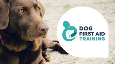 Dog First Aid Training for sale in Gloucestershire - Franchise Dog First Aid Training for sale in Gloucestershire - Franchise