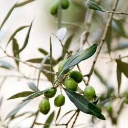 Relocatable Natural Remedy Manufacturer/ E-commerce/Events Business Relocatable Natural Remedy Manufacturer/ E-commerce/Events Business