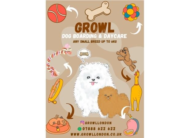 Profitable & Established Dog Walking Business For Sale