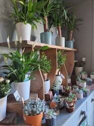 Established Flower Shop for Sale in hampton court palace