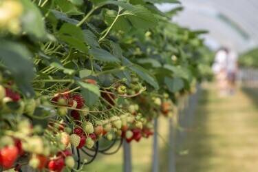PYO Fruit Farm and Cafe for Sale in Chichester, West Sussex Photo 1