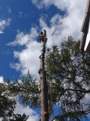 High-Performing Arboriculture/Tree Service Business – Strong Earnings & Expansion Potential” High-Performing Arboriculture/Tree Service Business – Strong Earnings & Expansion Potential”