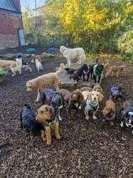 Popular, Professional Doggy Daycare Business