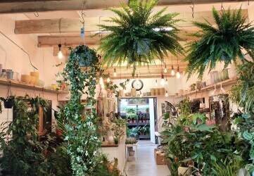 Established Plant Business with Retail, Online and Corporate Clients  Brighton, East Sussex