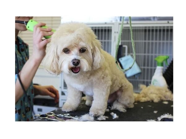 Refined & Ready – Established Dog Grooming Studio Refined & Ready – Established Dog Grooming Studio