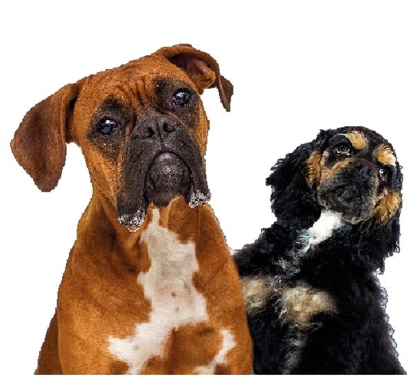 DOG WALKING BUSINESS