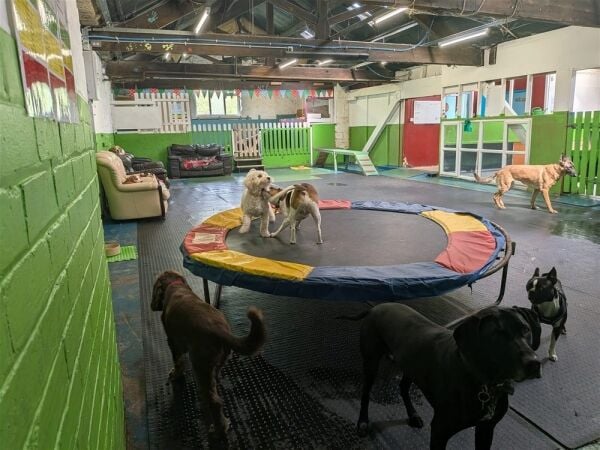Pets, Supplies & Services For Sale in Darwen Pets, Supplies & Services For Sale in Darwen