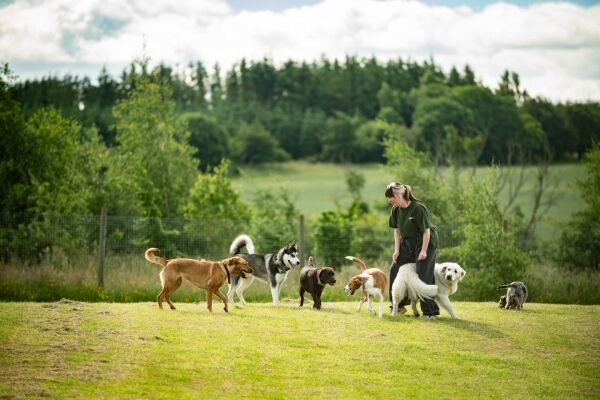 Hilltop Doggy Daycare