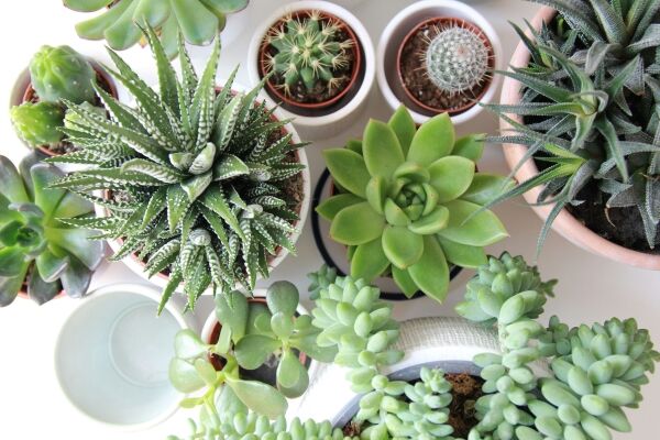 NICHE RETAIL & WHOLESALE PLANT BUSINESS NICHE RETAIL & WHOLESALE PLANT BUSINESS