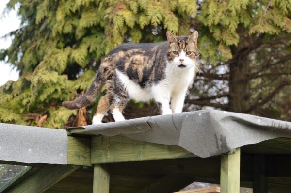 BOARDING CATTERY LICENSED FOR UP TO 81 CATS