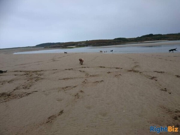 Cattery (Largest on Anglesey), stables, 4 Bed home, Static caravan and paddocks. Anglesey, N Wales. Photo 9