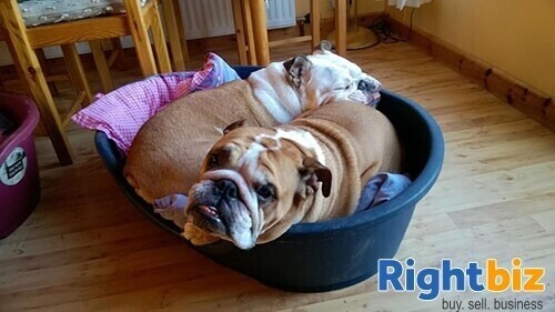 Exciting opportunity to buy an established pet care business in Cardiff Photo 10