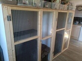 Cattery - Weston Super Mare Photo 10